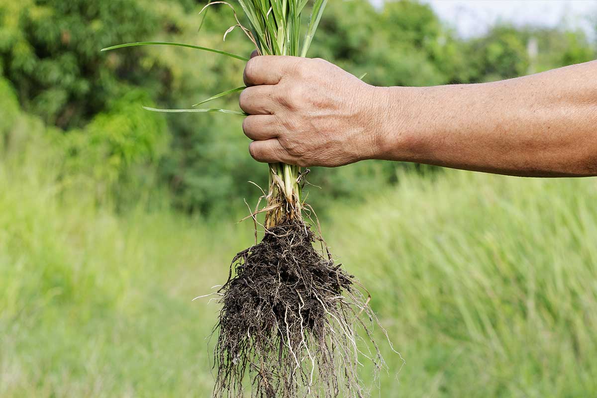Maîtriser les mauvaises herbes pour un jardin sain
