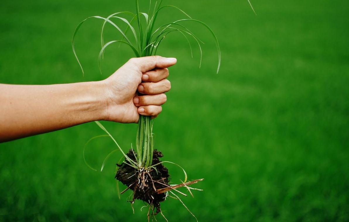 Roundup 360 : la puissance d’un désherbage total et durable